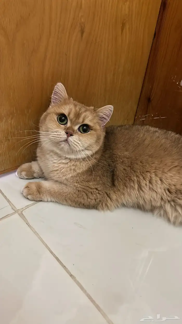 قطه سكوتش ستريت بيور 0