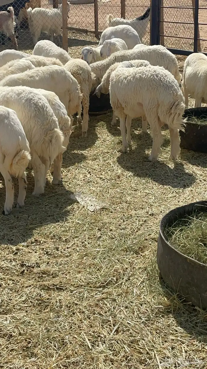 طليان ذبايح حريات 10