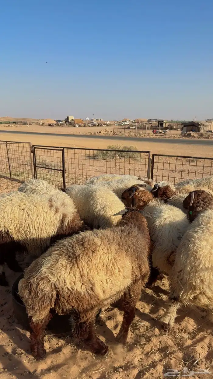 ذبائح نعيم حري هجين نجد ساكني تابي وتمارا( بريدة) 4