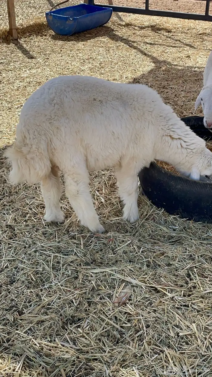 طليان ذبايح حريات 21