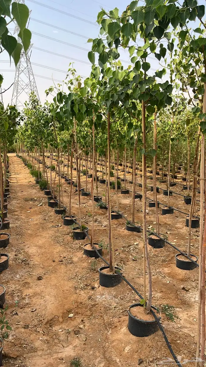 جهنمية اشجار زينه وشوكيه 17