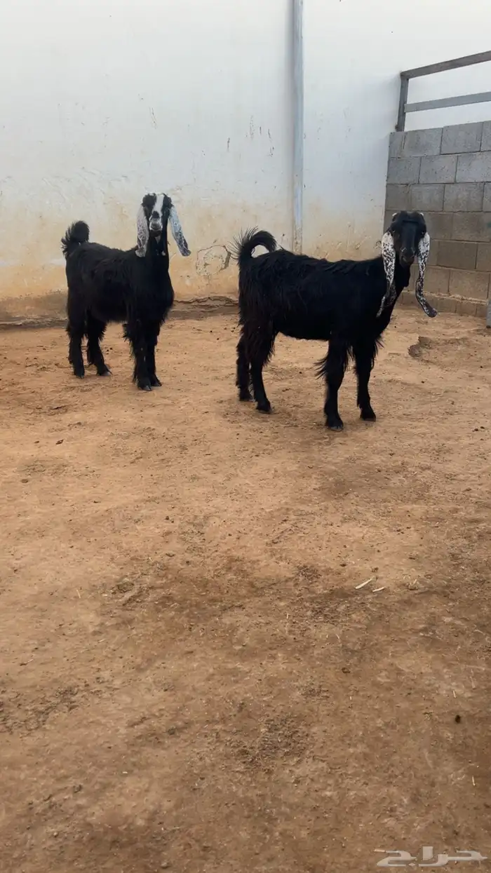 ( تم البيع ) جفرتين مشروكات 3