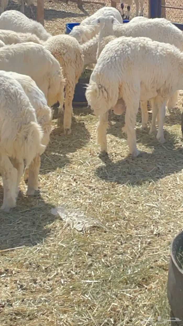 طليان ذبايح حريات 5