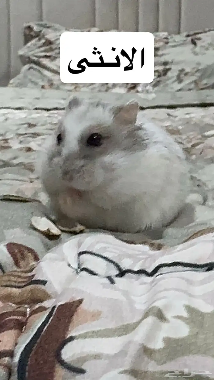 هامستر ونتر وايت النادر للبيع 1