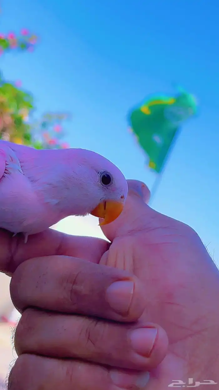 روز وردي اليف 4