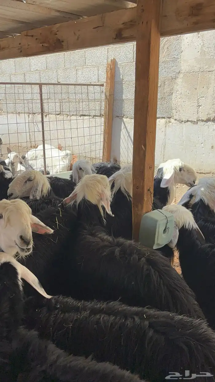 رخال نجد مقاني حلوه ب 1350 18