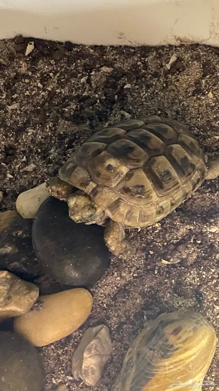 سلحفاة رمليه صغيره للبيع بصحة جدا  ممتازه 2