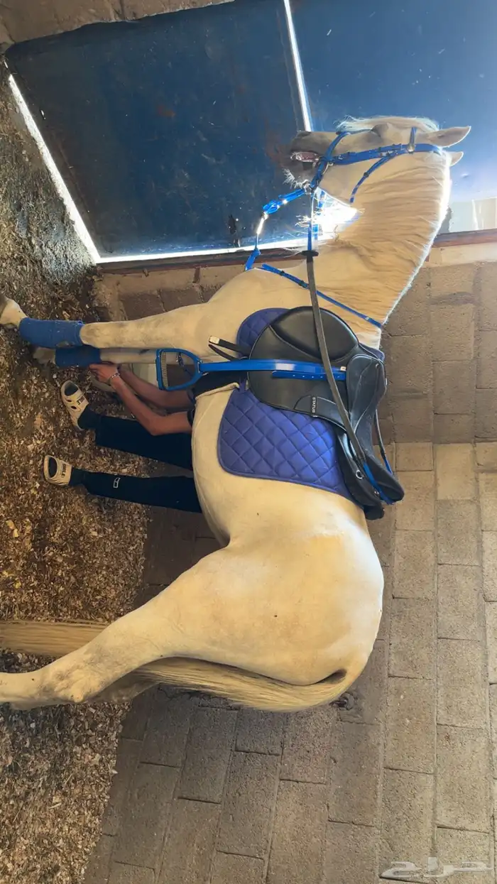 حصان شعبي فاخرر 19