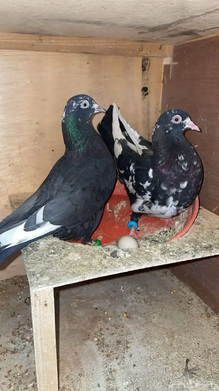 رام بوري باكستاني 0