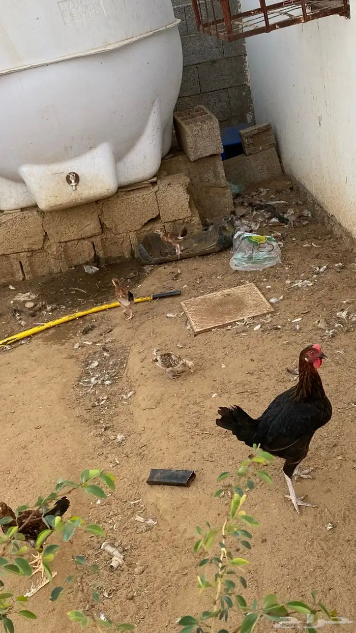 دجاج للبيع 1