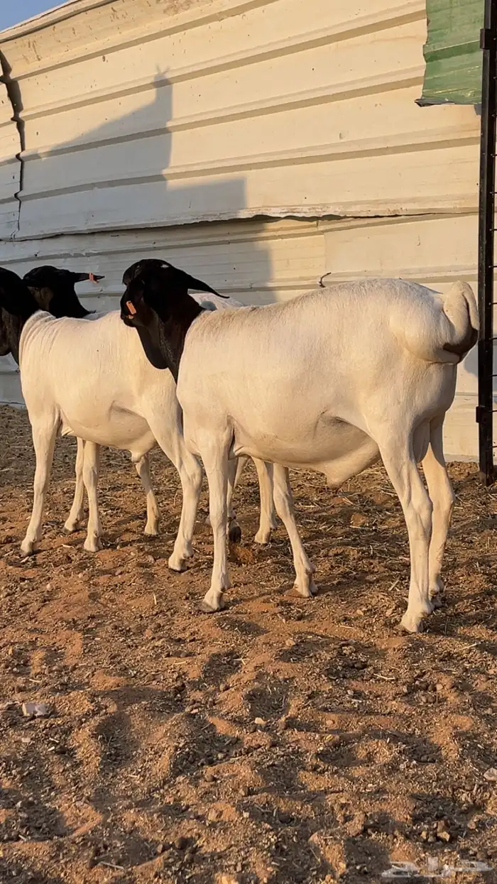 نعيم سواكن برابر فل شحم 6