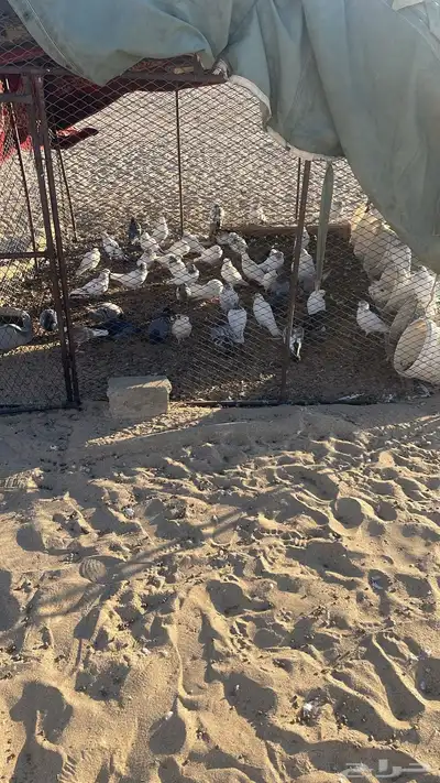 حمام جوز 31 0