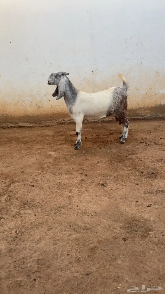 جفار ضرايب منوة للقاني 1