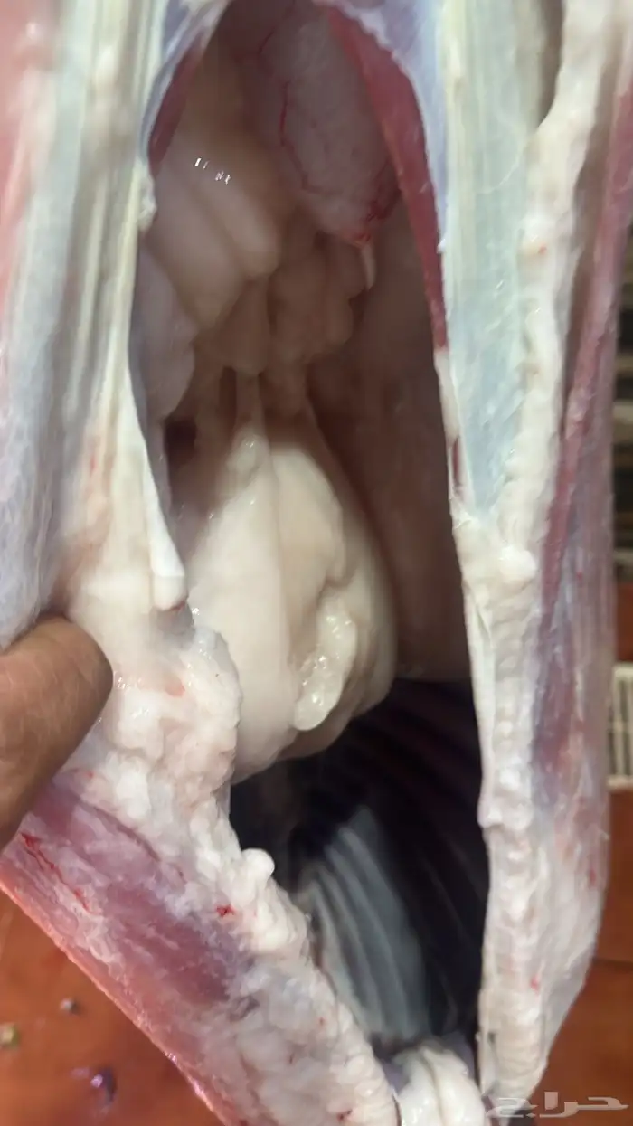 ملحمه حاشي السويرقيه جده حي الفروسيه 2