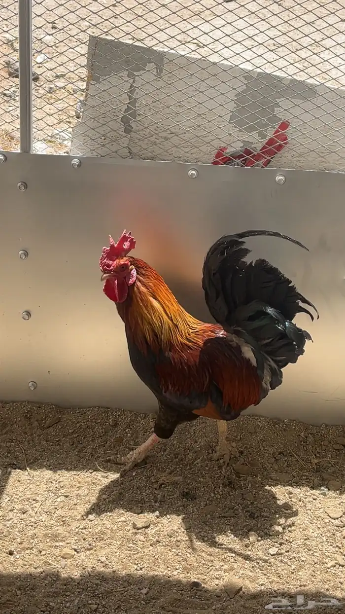 عرض لكم ديك بلدي حار 0