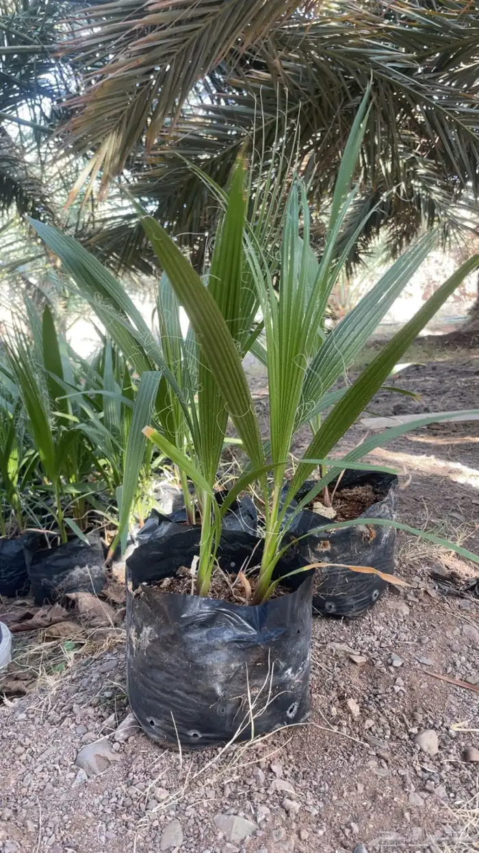 نخل زينه واشنطني 6