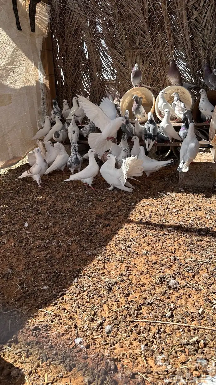 الجله وتبراك 4