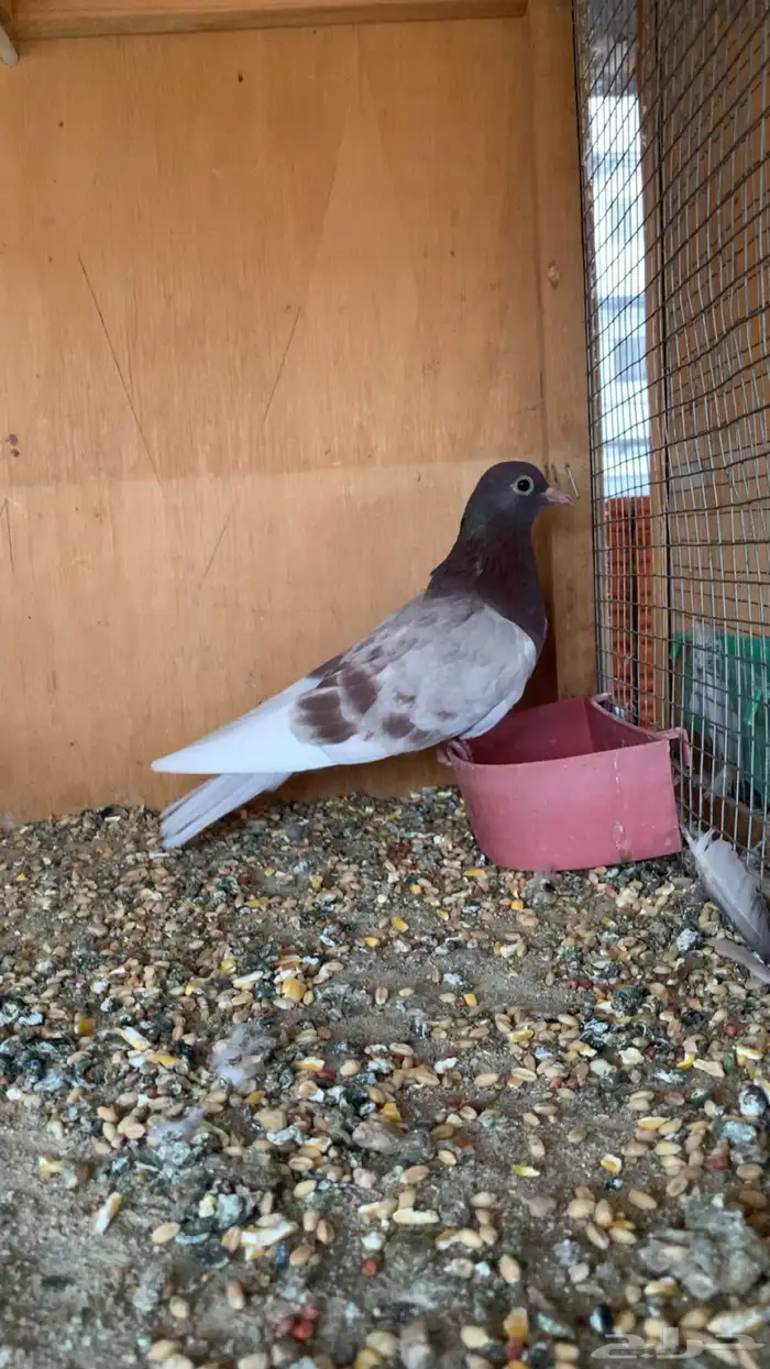 ((( تم البيع الله يبارك للمشتري ))) 11