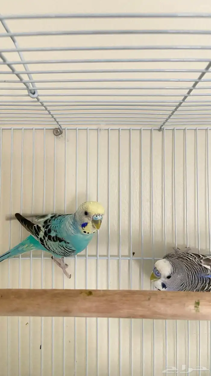 زوج طيور الحب البادجي قريب انتاج صحه ونظافه شرط 0