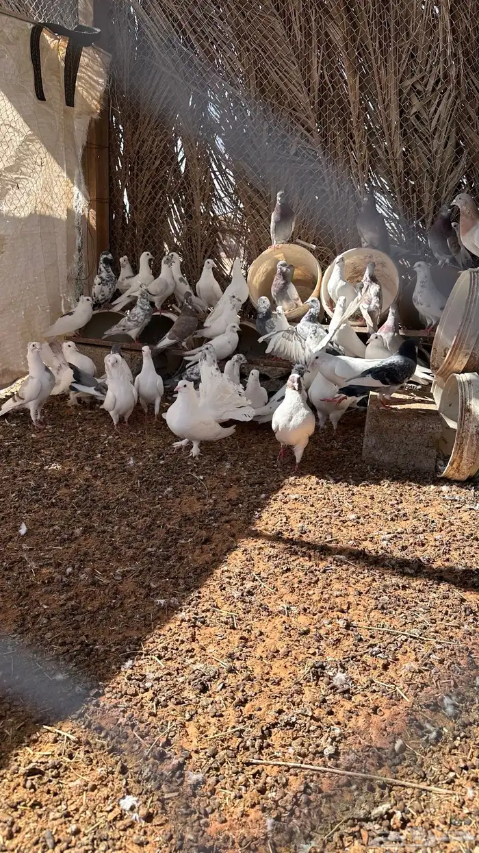 الجله وتبراك 6