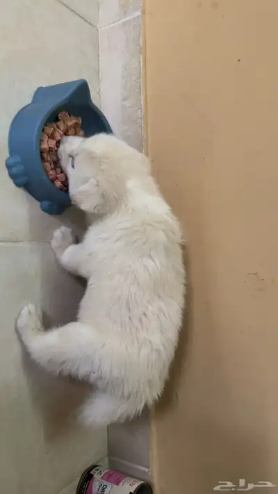 ذكر هاسكي ابيض بيور index