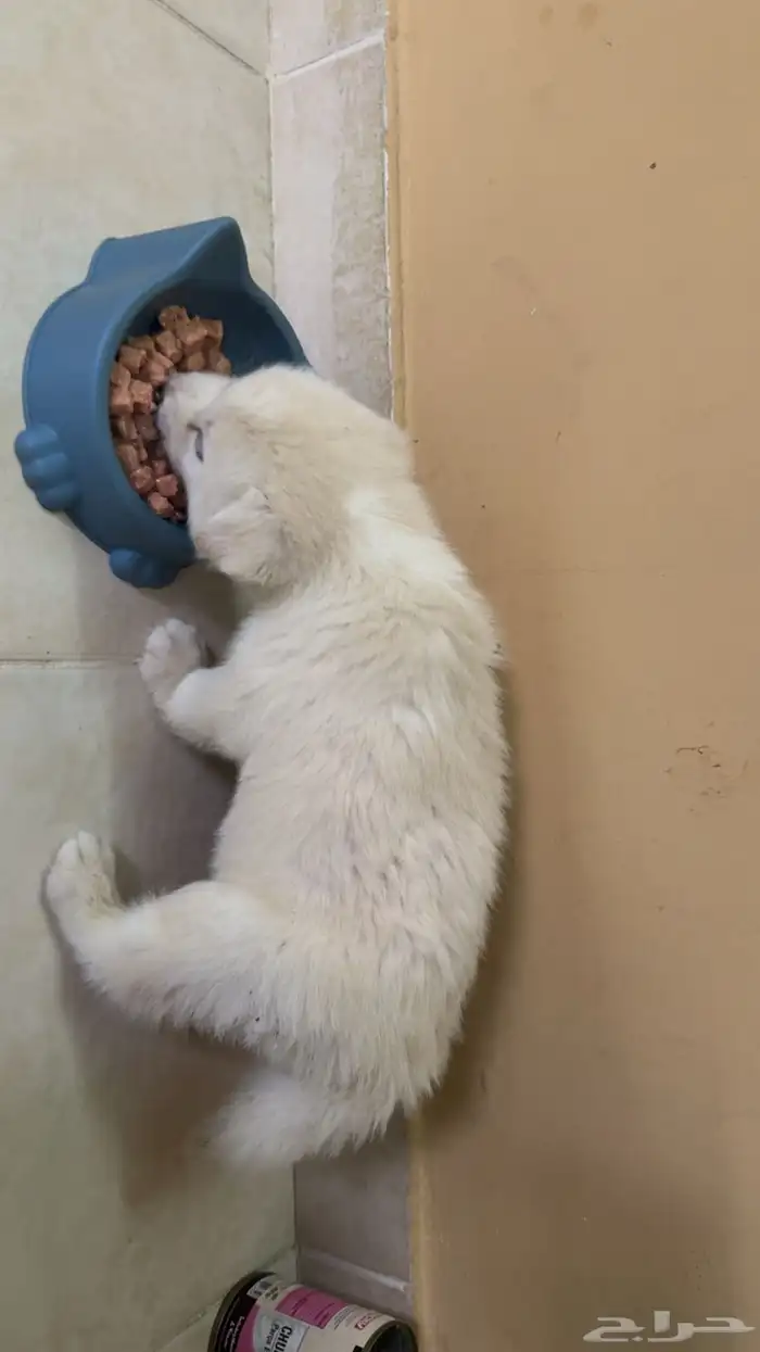 ذكر هاسكي ابيض بيور 2