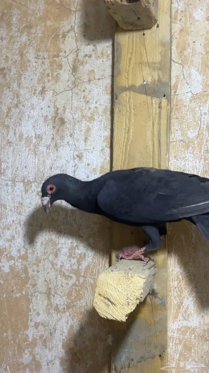 حمام شامي كش 3