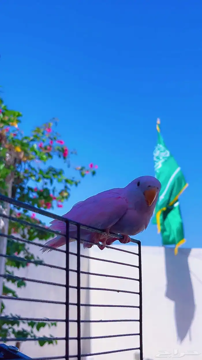 روز وردي اليف 3