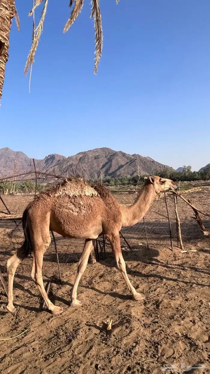 قعدان للبيع 5