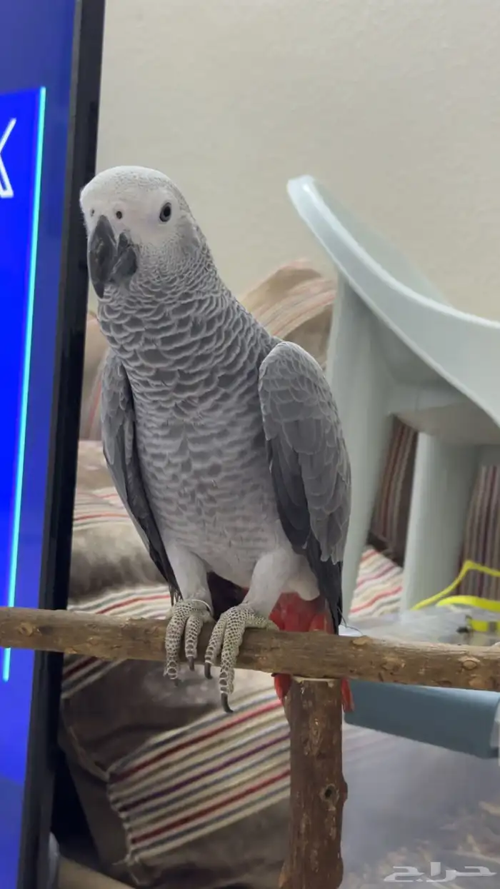 فرخ كاسكو متكلم 0