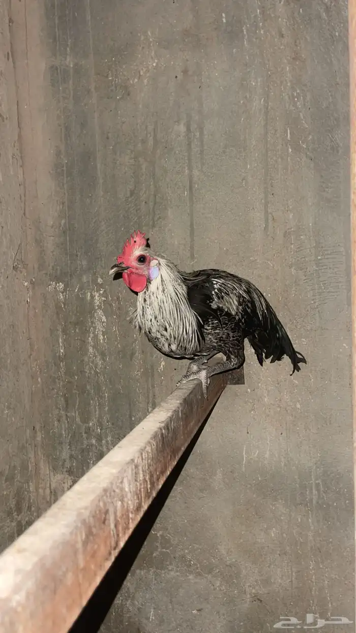 ديوك العدد 6 العمر تقريبن 5 او 6 شهور البيع سمح 4