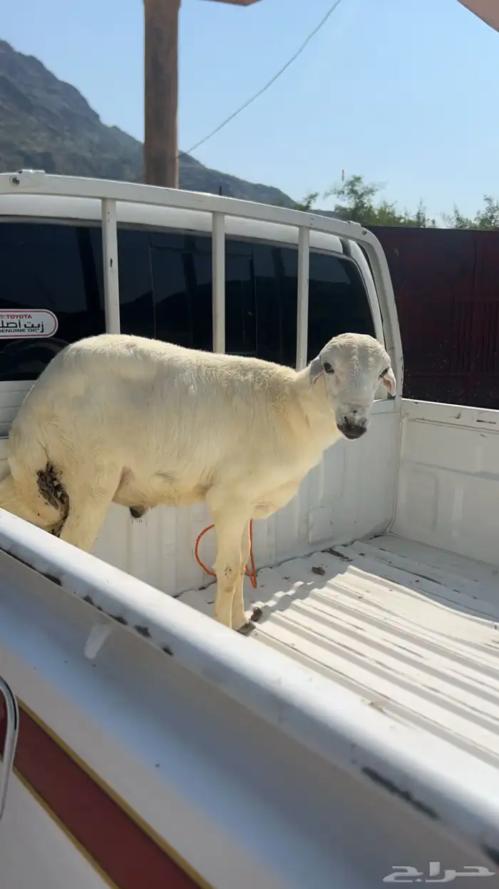 محايل عسير 0