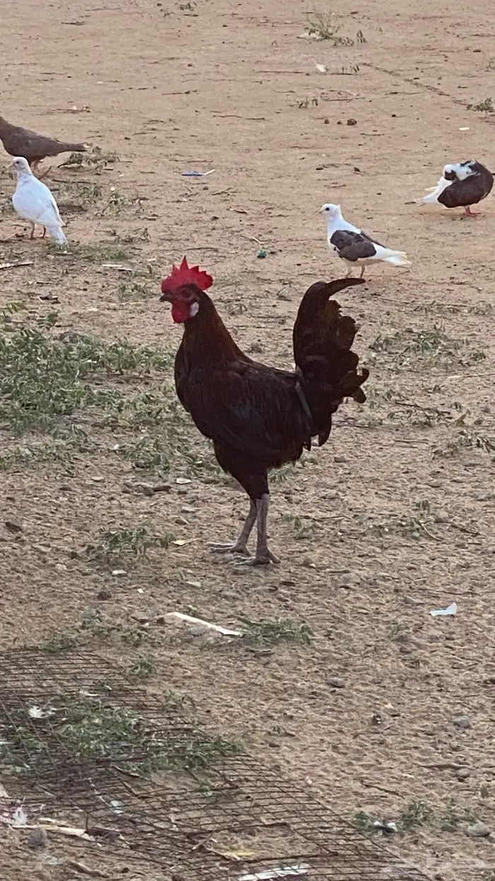 دجاج للبيع 0