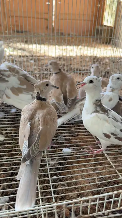 يمام يا كريم هولندي index