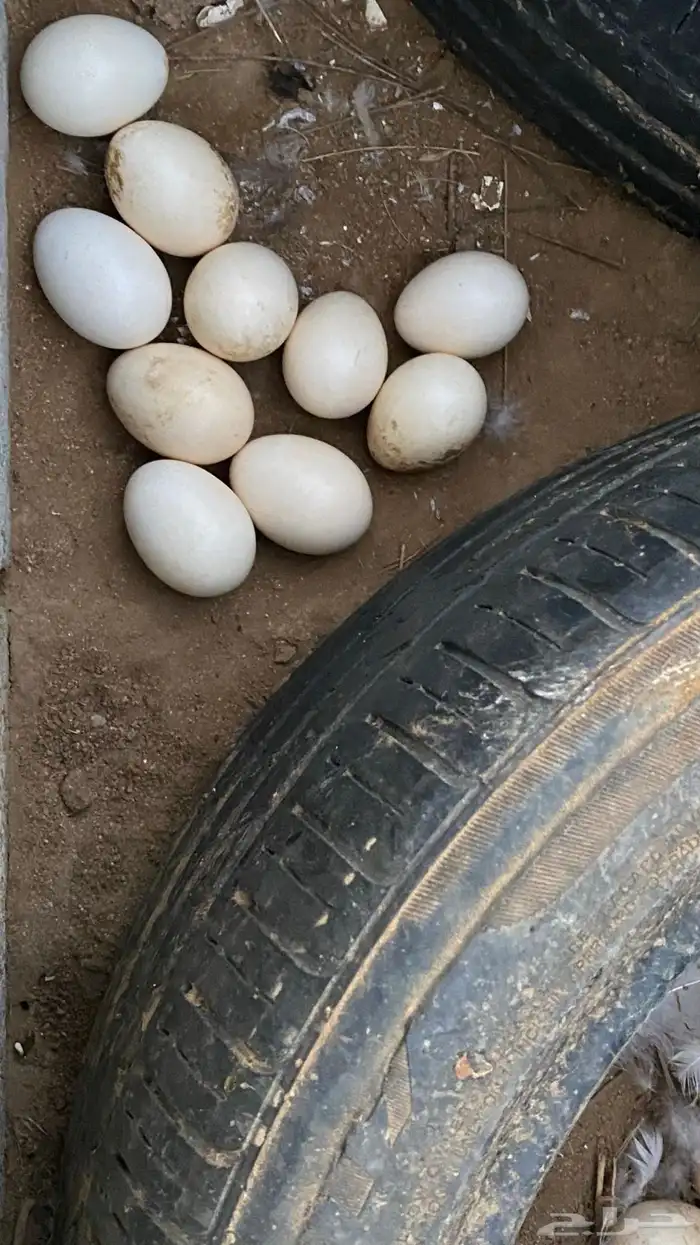 دجاج للبيع 7