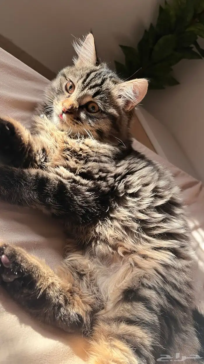 للبيع قطه شيرازيه 0