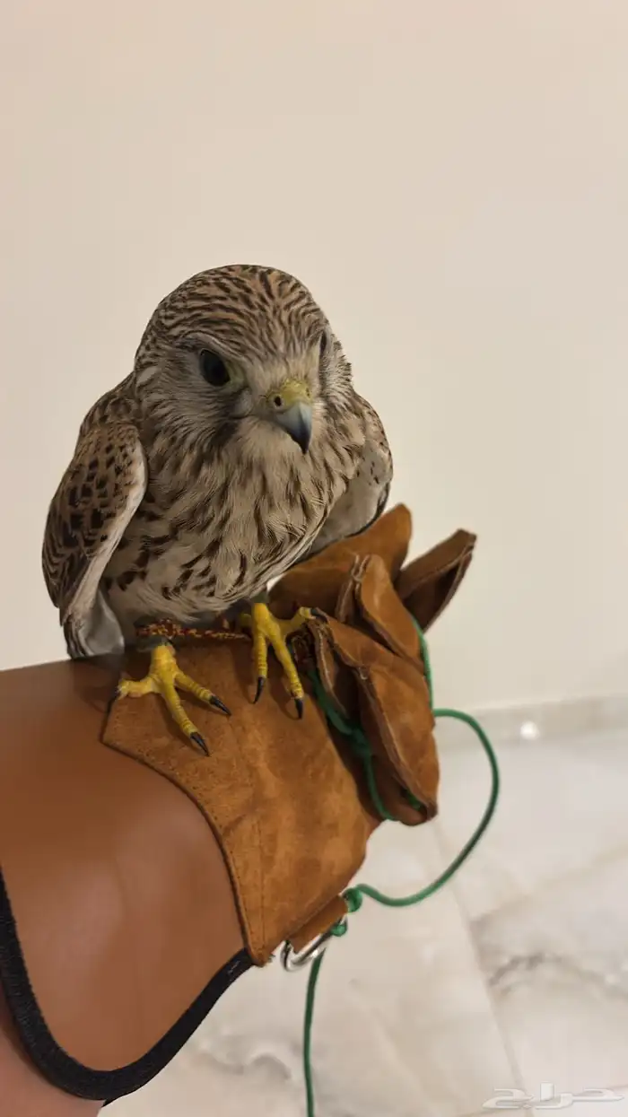 بأشق شبوط للبيع 2