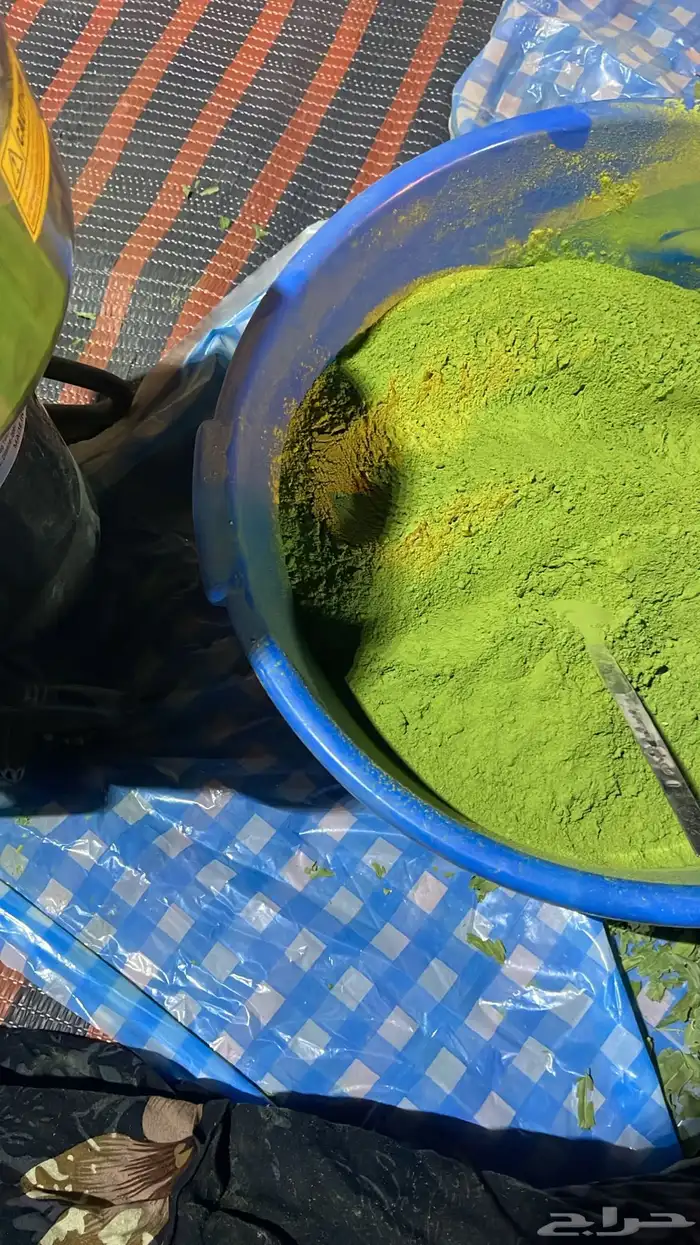 السدر البلدي انا بنفسي اقصه وجففه واطحنه شي ذمه ومانه 4