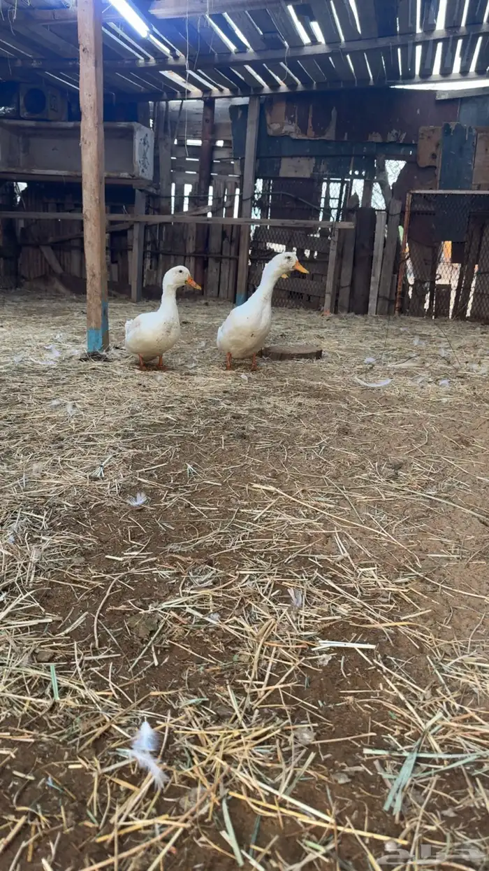 بط كيني وناثيه بلدي 3