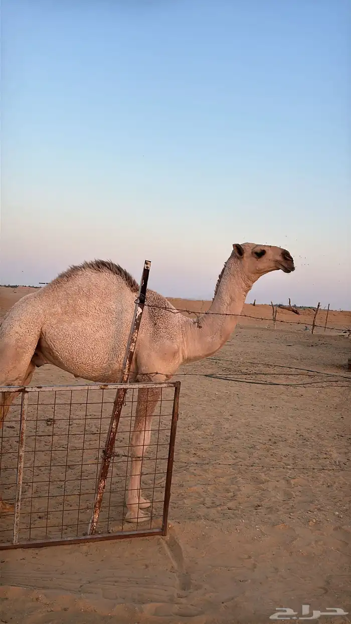 قعود اشقح للبيع 0