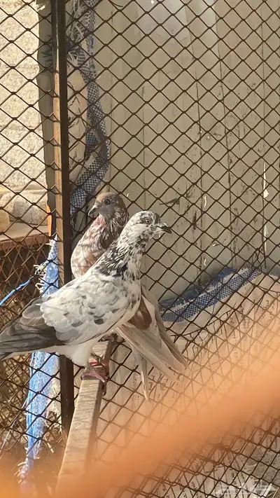 حمام بكستاني و بلجيكي index