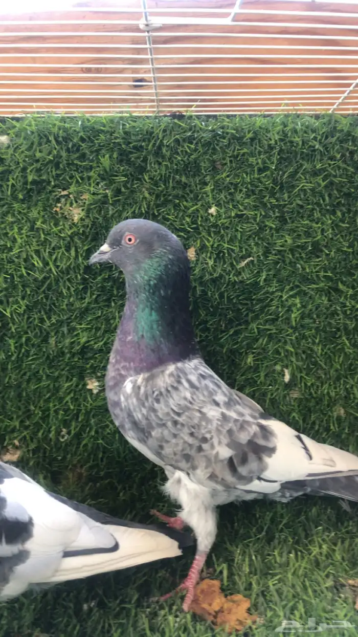 حمام باكستاني 1