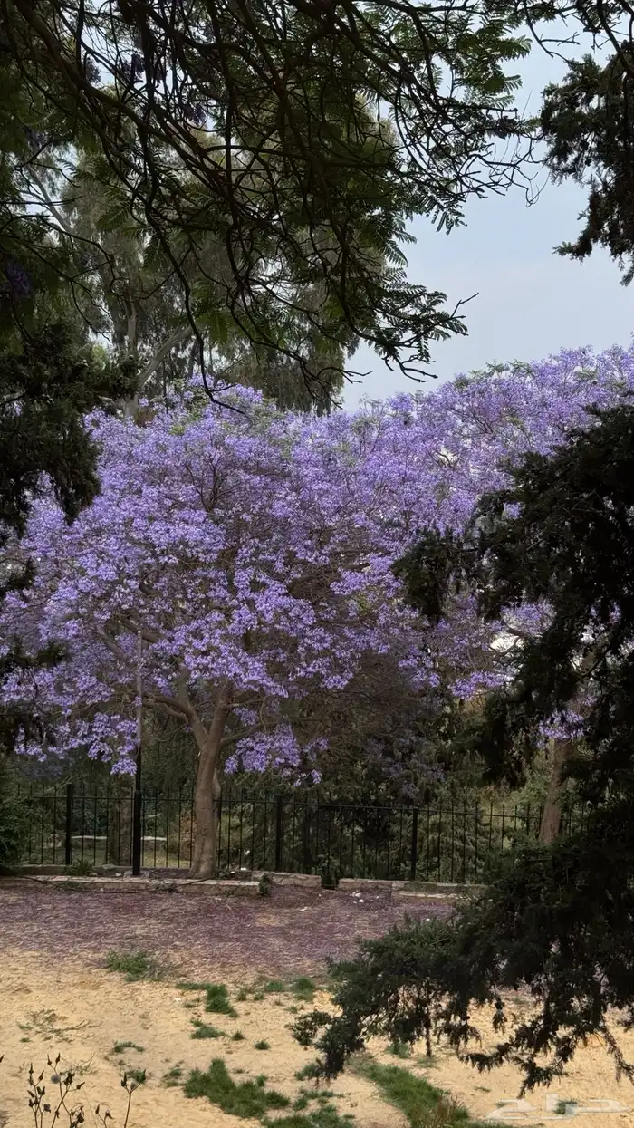 مطلوب استراحه اجار سنوي في محايل 0