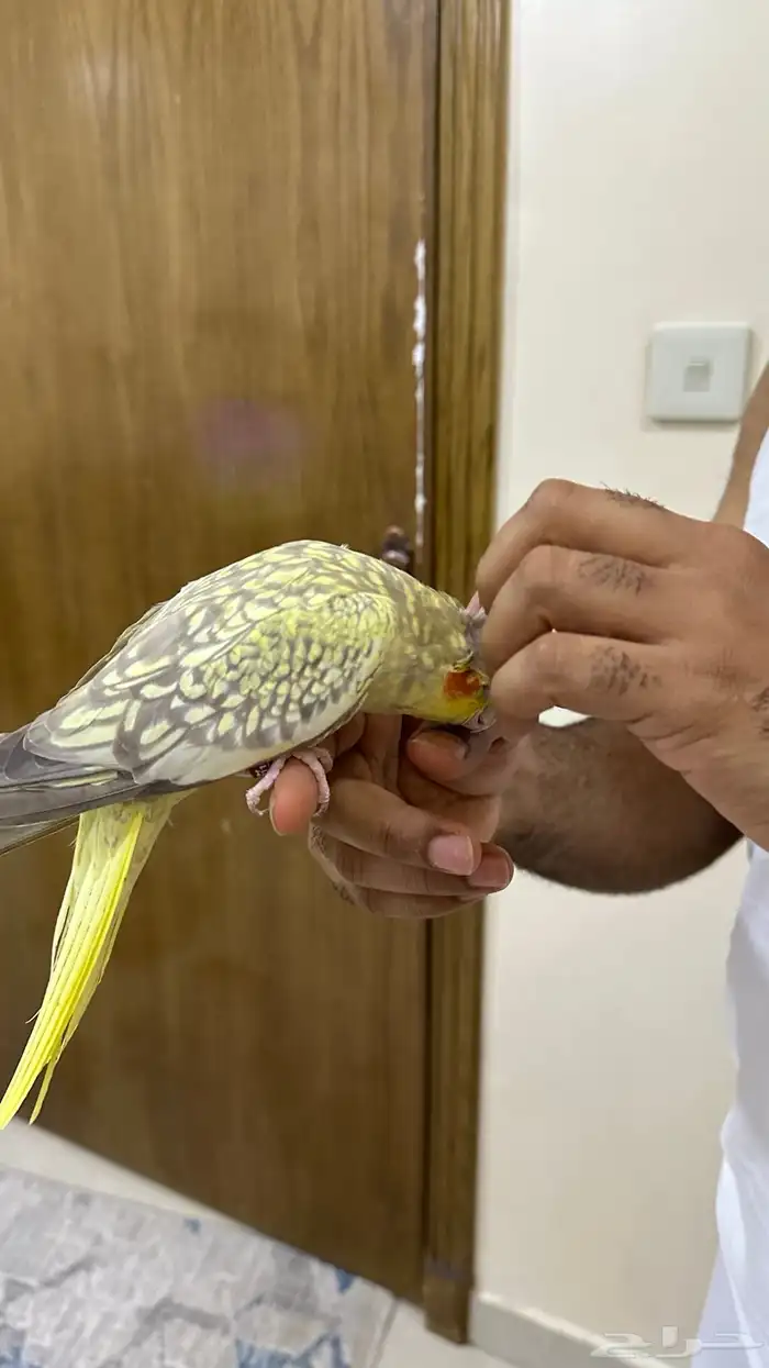 كروان انثى 2