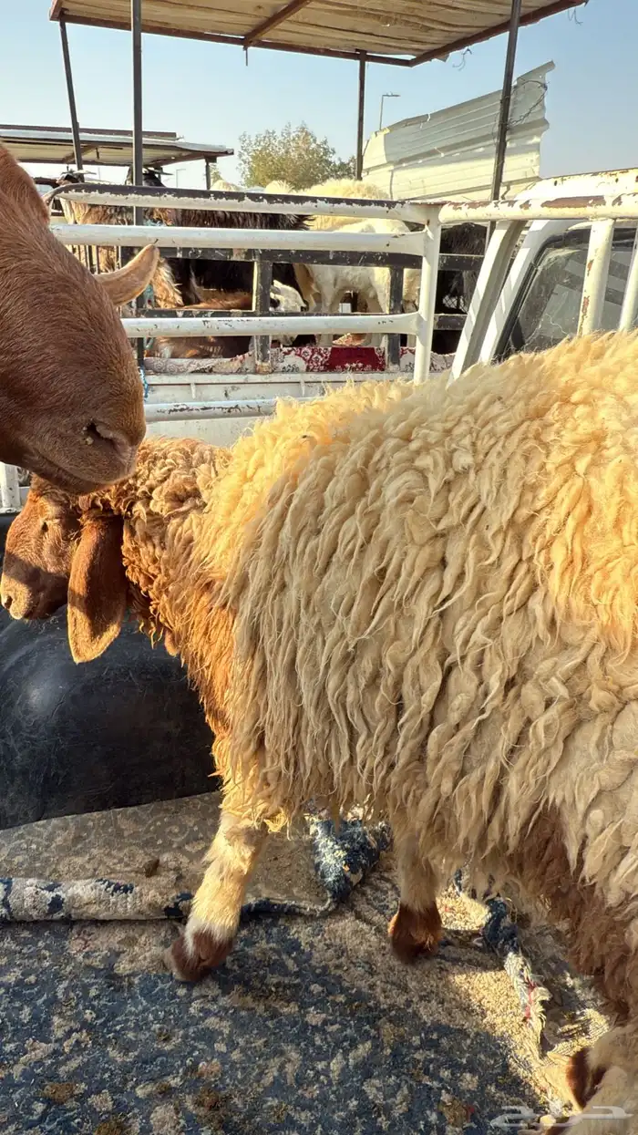 ذبايح ابو سعود مشروطة من كل شي 0