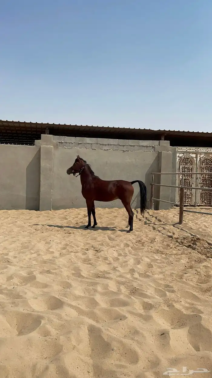 حصان واهو كوميت  منوة الجاني 1