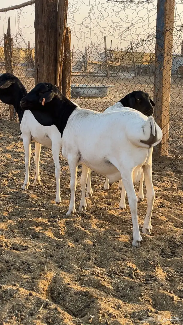 نعيم سواكن برابر فل شحم 9