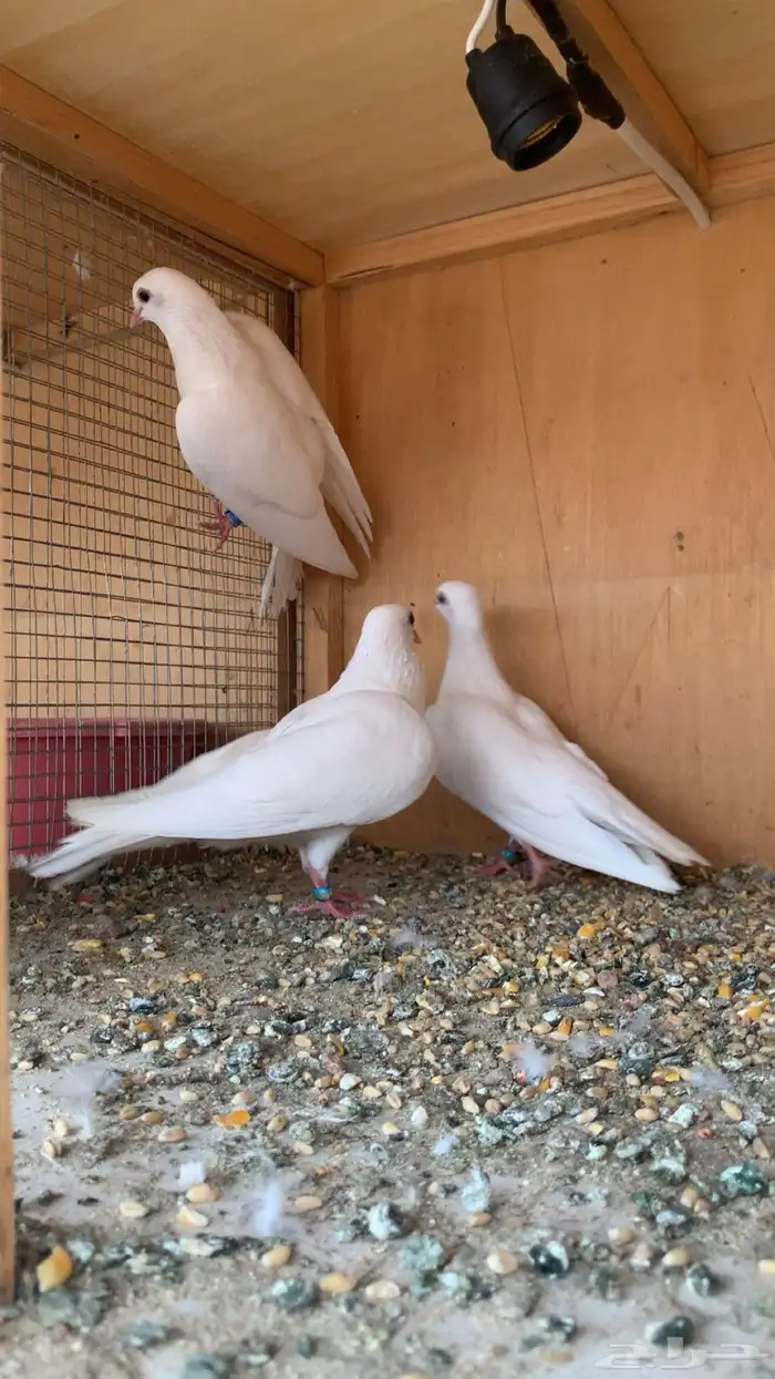 ((( تم البيع الله يبارك للمشتري ))) 3