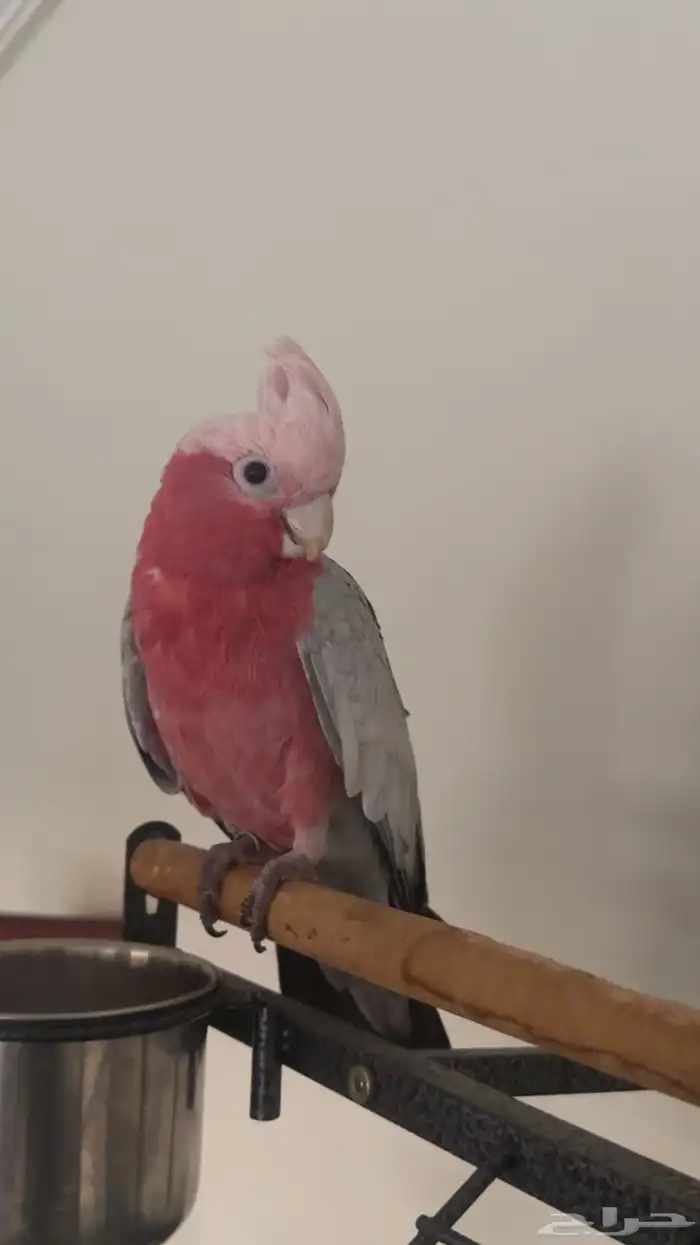 كوكاتو قالا حجم سوبر سوبر جامبو 1