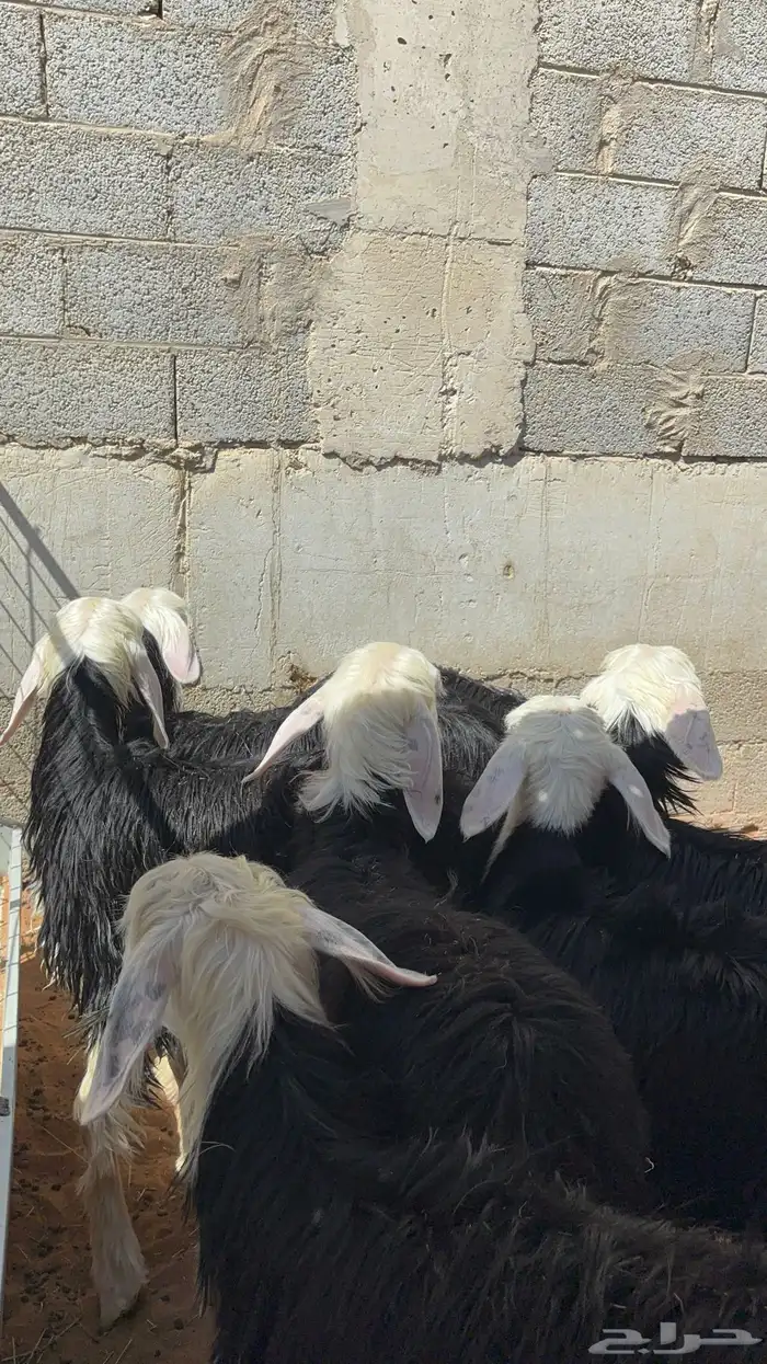 رخال نجد مقاني حلوه ب 1350 32